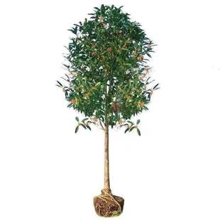 桂花树苗庭院地栽金桂丹桂原生桂树大树苗植物浓香花卉四季桂常青