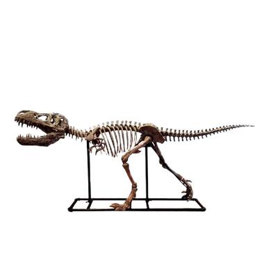 霸王恐龙骨架化石橱窗树脂摆件