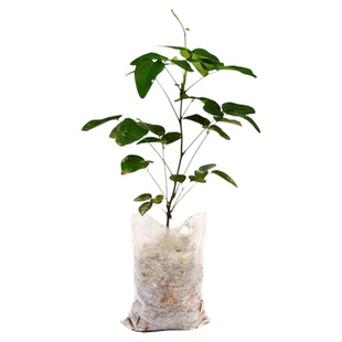 无籽八月瓜树苗八月炸果树果苗盆栽庭院水果树树苗瓜苗籽四季种植