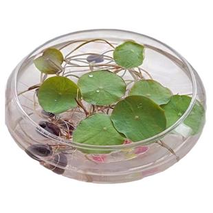 玻璃花瓶碗莲铜钱草水仙花盆水培花卉绿植水养客厅阳台桌面摆件