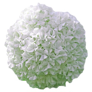 虹越绣球花中华木绣球荚蒾花树苗斗球花盆栽大苗庭院花园耐寒植物