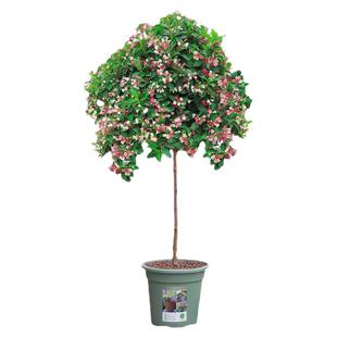 五彩锦带花树苗室外大型花园庭院风景树高杆五彩锦带树苗绿化植物