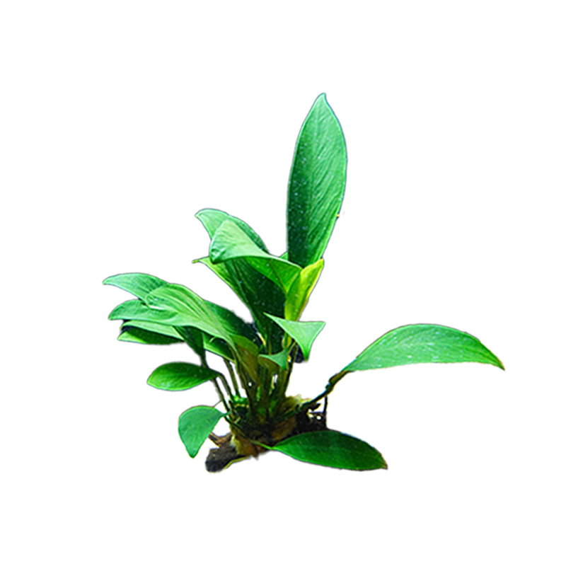 鱼缸造景阴性水草水榕沉木活体真水草淡水无土植物莫斯趴地矮珍珠