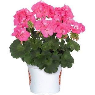 天竺葵种子10粒洋绣球石腊花种籽多年生室内长花期盆栽春秋播