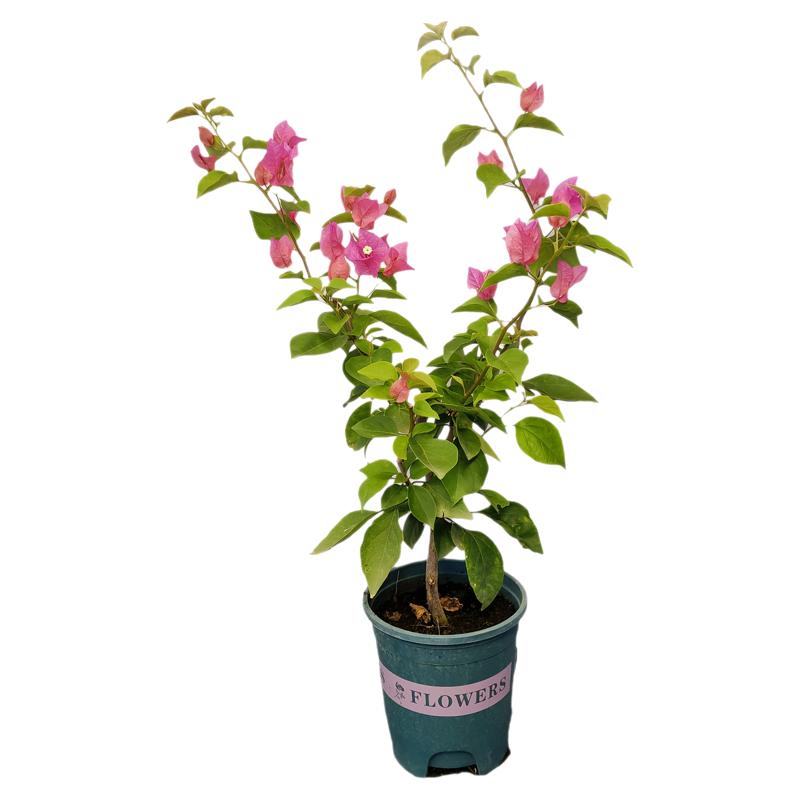 勤花同安红水红三角梅爬藤植物盆栽带花盆客厅庭院四季开花新款