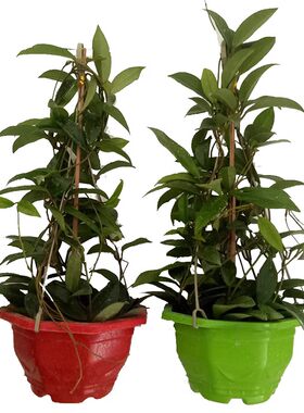 爬藤绿叶大苗攀援植物吊兰盆栽