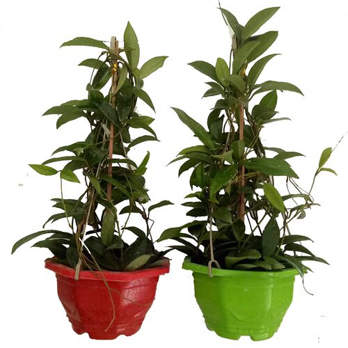 球兰花苗 室内爬藤吊兰盆栽花卉 绿叶花心球兰大苗攀援植物