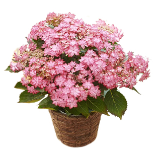 海蒂的花园大花绣球花盆栽花手鞠万华镜重瓣绣球阳台庭院花卉盆栽