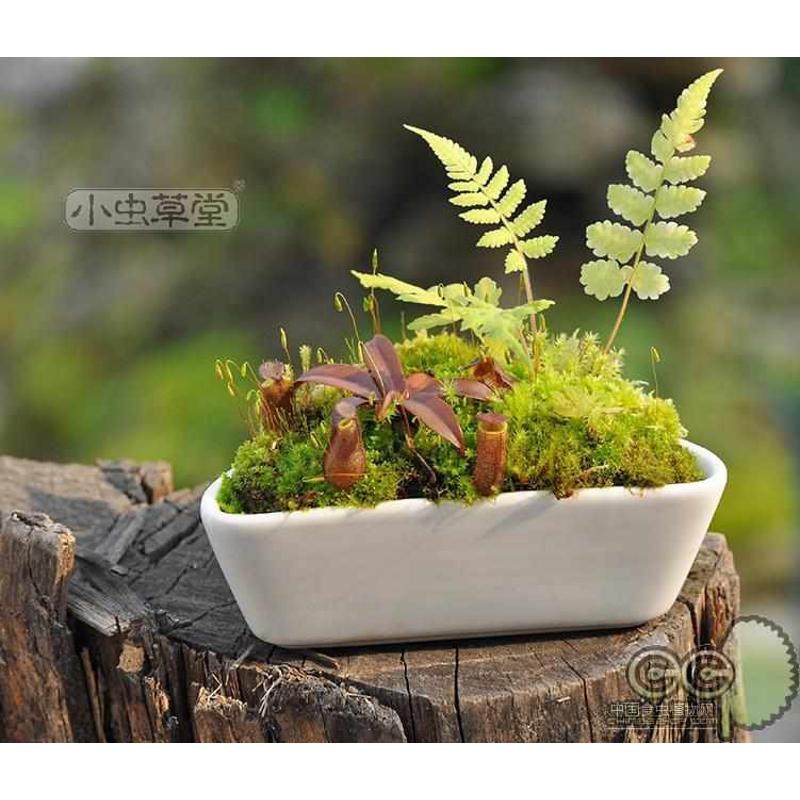 红灯猪笼草小虫草堂推荐苗盆栽食虫植物盆栽室内绿植超耐冻普及种