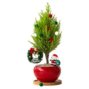 圣诞树小香松盆栽办公室绿植桌面摆件盆景礼品装饰植物圣诞节礼物