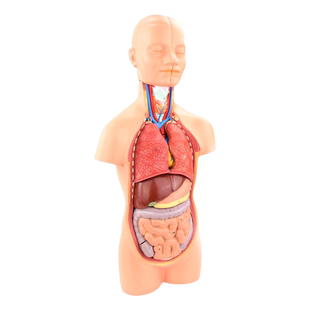 ENOVO颐诺中型人体器官解剖模型内脏器标本医学解剖学系统心肝胃腑脏结构幼儿园中小学生物教学上海教具标本