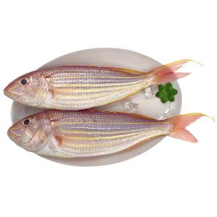 北海金线鱼红杉鱼深海鱼去鳞鳃去内脏免处理新鲜冷冻红三鱼金丝鱼