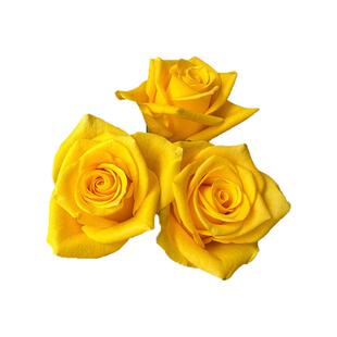 契机月季花苗四季浓香灌木黄色大花阳台盆栽庭院地栽切花玫瑰欧月