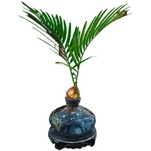 水培植物铁树盆栽室内小盼菩提树中式禅意绿植盆景桌面摆件好养活