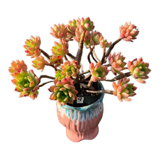 马库斯一物一拍 整桩老桩控养云南周舟多肉植物阳台绿植盆栽好养