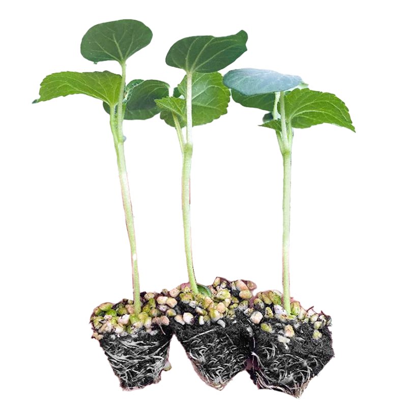 水果秋葵苗秧苗黄红秋葵种孑籽带土菜籽大全蔬菜苗秧苗秋冬阳台