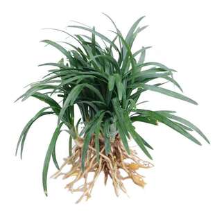 日本矮麦冬草苗玉龙草耐寒践踏庭院别墅四季常青园林绿化草坪植物