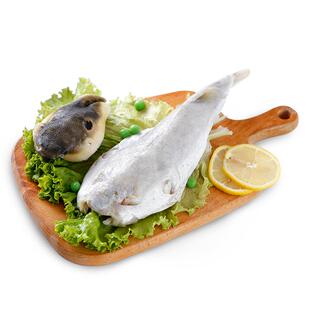 河豚鱼食用已处理包邮 淡水养殖无毒河豚生鲜鱼宰杀前650g