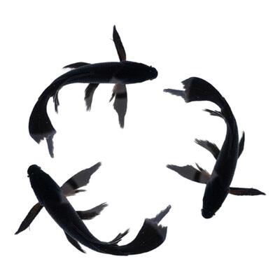 顺丰黑金锦鲤鱼观赏鱼活鱼乌金活体草金冷水好养耐活金鱼锦鲤鱼苗
