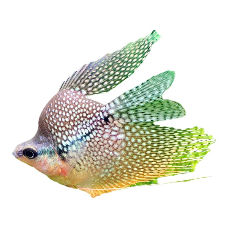 珍珠马甲球鱼活体黄金皮球热带观赏鱼淡水曼龙丝足鱼新手入门好养