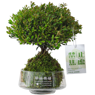 小叶赤楠苔藓盆栽室内极简ins风绿植易养护桌面装饰绿植净化空气