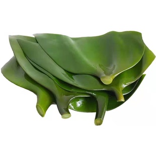 新鲜5斤海带头盐渍厚昆布荣成海带丝结片海带根荣成干货海白菜嫩