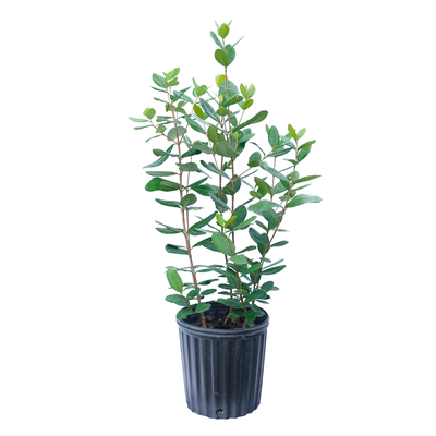 海蒂的花园菲油果树苗水果苗