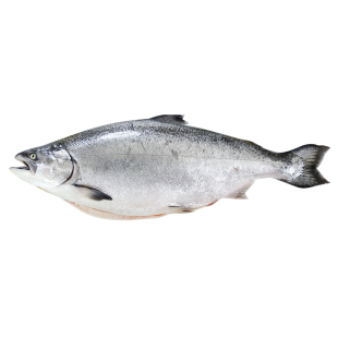 新西兰进口帝王鲑 冰鲜三文鱼一整条新鲜刺身中段鱼腩即食生鱼片