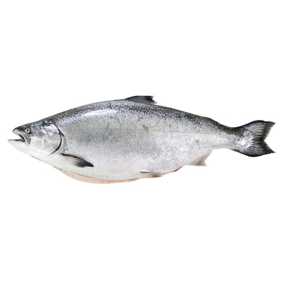 新西兰帝王鲑一整条冰鲜新鲜刺身