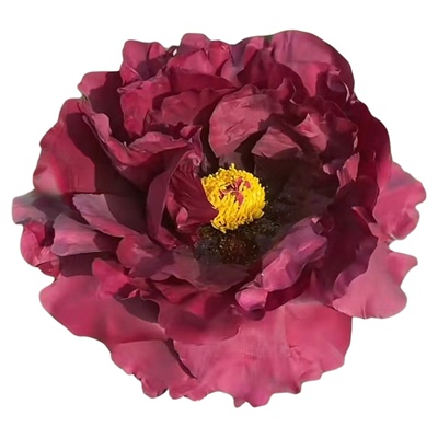 菏泽黑色系泼墨秀黑牡丹牡丹花苗