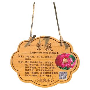 植树节树木挂牌花木介绍牌植物品名吊牌幼儿园认养防腐标识牌定制