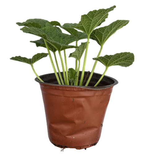 深山花奴 【盆苗】查特奶油桃子与梦重瓣蜀葵一丈红多年生耐寒