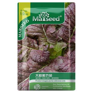 【新品推荐】进口日本特色大阪紫芥菜多用蔬菜阳台盆栽种子孑籽苗
