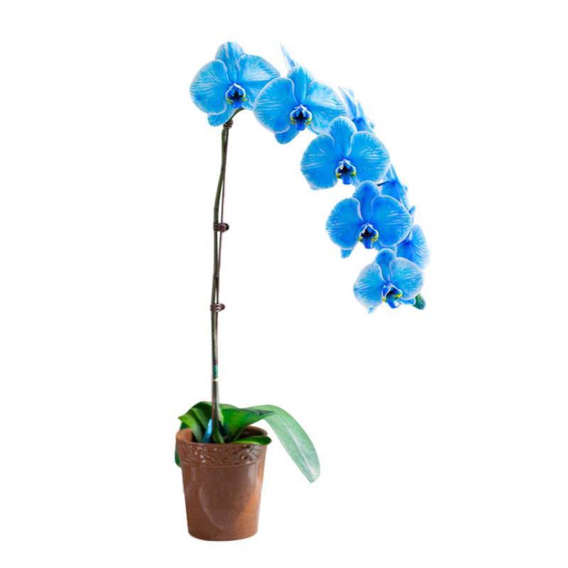 马卡龙蝴蝶兰蓝色高贵带花鲜花礼
