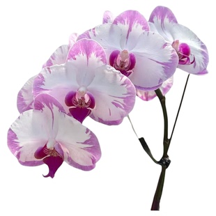 带花苞人工喷色花水蜜桃蝴蝶兰【带花剑】安娜好养绿植花卉盆栽