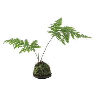 红磷蕨盆栽苔藓球水培植物室内耐阴桌面四季好养一叶蕨盆景绿植