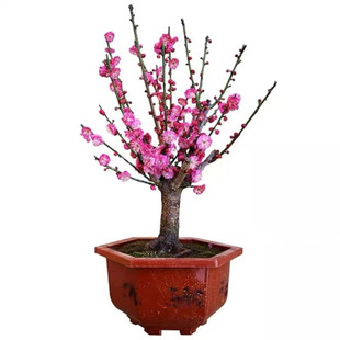 梅花盆栽带花苞红梅朱砂梅盆景造型老桩花卉阳台耐寒冬天开花好养