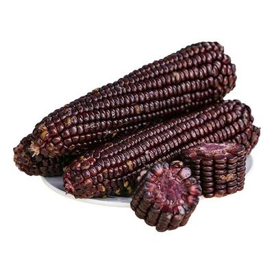 黑甜粘糯玉米新鲜现摘