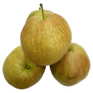 2025年山西隰县玉露香梨现摘现发脆甜多汁礼盒装新鲜水果梨子包邮