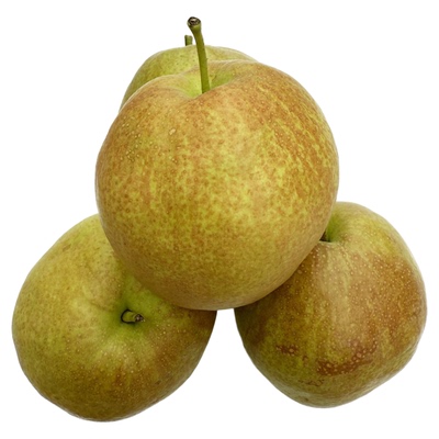 山西隰县新鲜玉露香梨脆甜多汁梨