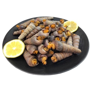 钉螺鲜活去尾带黄海螺丝去尾大号锥螺海鲜水产捞汁小海鲜整箱包邮