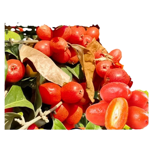 羊奶果苗嫁接盆栽特大鲜果德甜二号胡颓子果树果苗南北方庭院好养