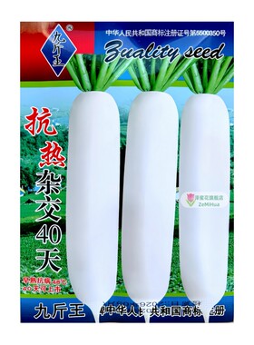 九斤王抗热杂交40天大白萝卜种子