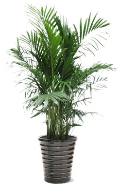 绿植家里耐寒袖珍椰子富贵竹植物