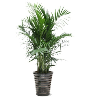 家里植物耐寒大型绿植客厅室内花卉盆栽袖珍椰子富贵竹净化空气