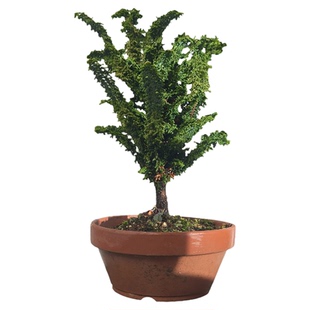 日本进口初雪石化桧盆景微型茶桌面高档原生迷你盆栽四季常绿