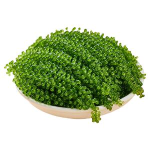 儿童即食海葡萄100g/袋颗颗爆珠