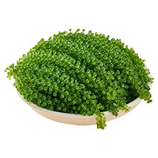 儿童海葡萄即食小孩吃的健康零食水葡萄新鲜爆珠海葡萄官方旗舰店