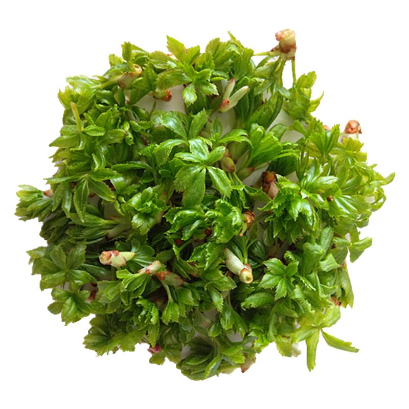 甘肃五爪子野菜新鲜野菜刺五加现叶菜类