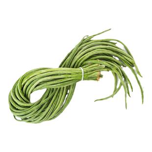 早熟挂满架特长豆角种子爬藤豇豆种子架长豆角地栽蔬果盆栽春季种